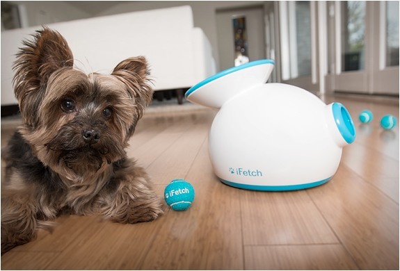 iFetch Will Play Fetch with Your Dog