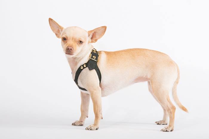 $10k Dog Harness Made of Gold and Diamonds