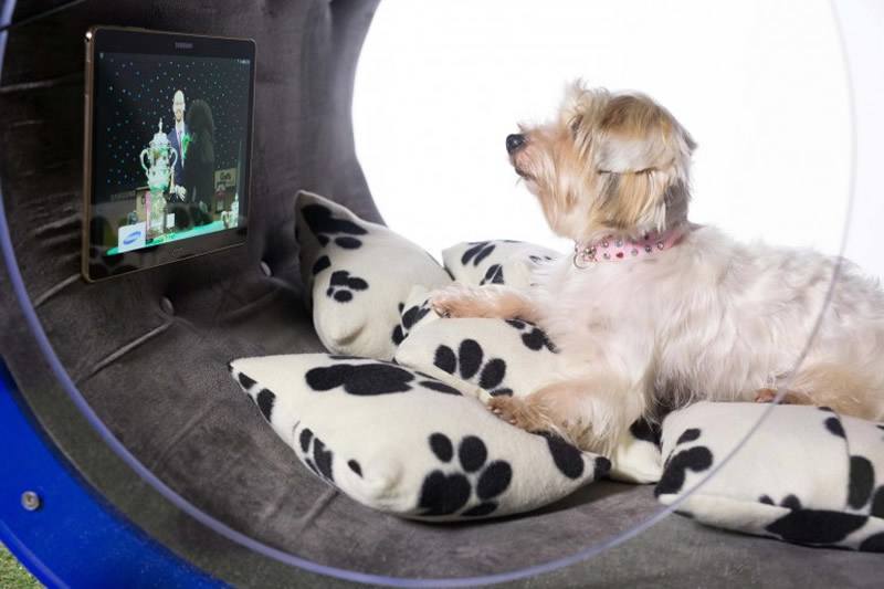 samsungs-30k-dream-doghouse-come-with-tablet-treadmill-pool4