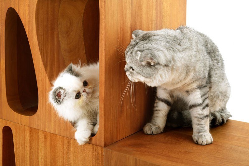 catable-2-0-are-stackable-wood-cubes-for-your-feline-friends3