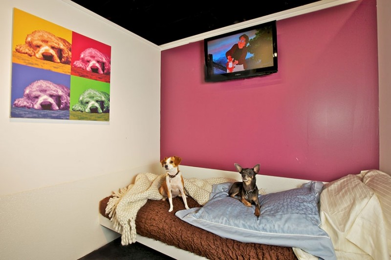 d-pets-hotel-in-new-york-is-a-luxury-hotel-for-your-furry-friends3