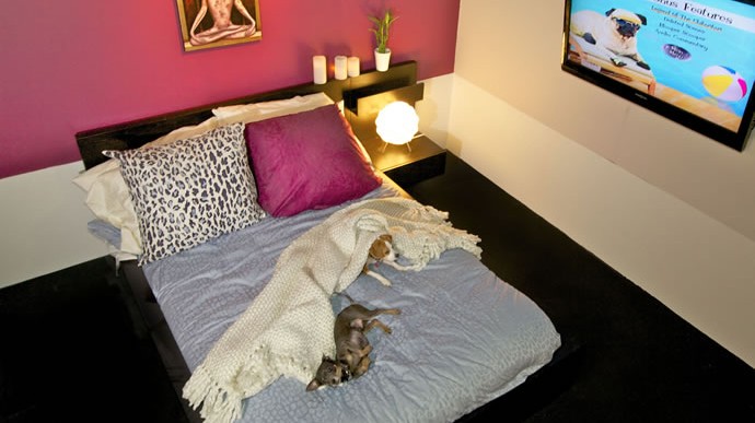 D Pets Hotel in New York Is a Luxury Hotel for Your Furry Friends