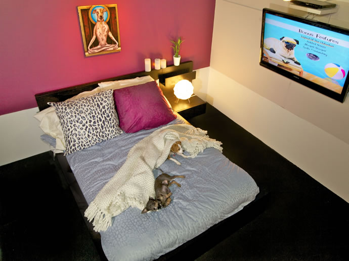 d-pets-hotel-in-new-york-is-a-luxury-hotel-for-your-furry-friends4
