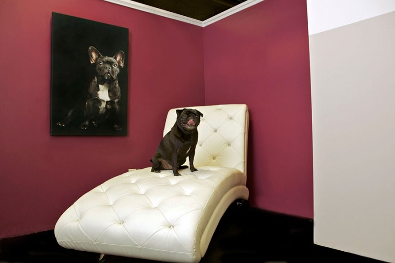 d-pets-hotel-in-new-york-is-a-luxury-hotel-for-your-furry-friends5