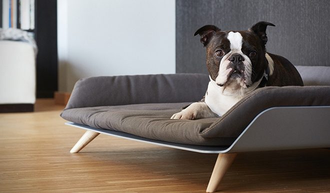 Doesn’t Your Dog Deserve the Best in a Daybed?