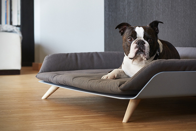 Doesn’t Your Dog Deserve the Best in a Daybed?