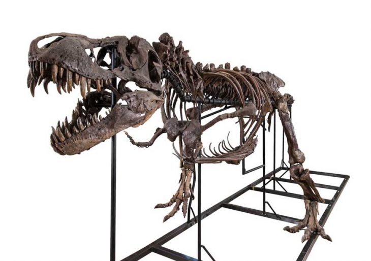 This $2.4M Tyrannosaurus Rex Skeleton is an Absolute Steal