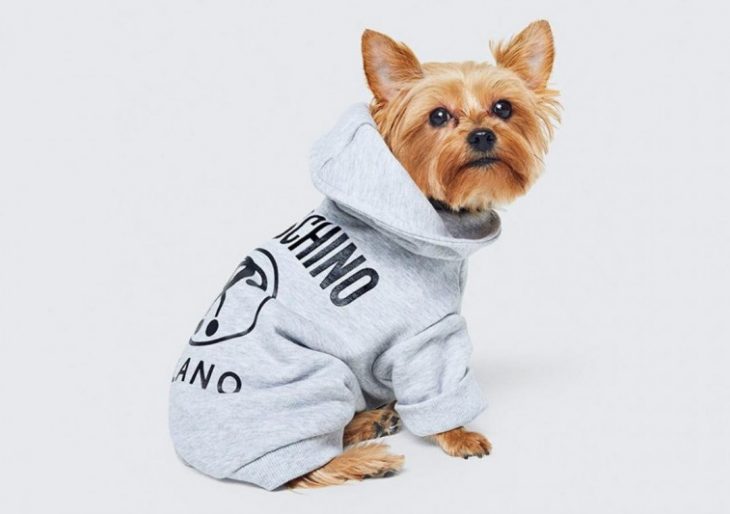 Moschino and H&M Launching Clothing Collection for Pets