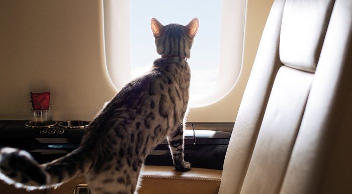 VistaPet is a Private Jet Service That Caters Specifically to Your Pets