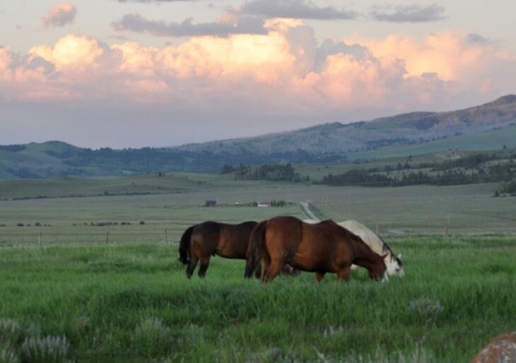 Rupert Murdoch Buys 340,000-Acre Montana Ranch From Koch Family for $200M